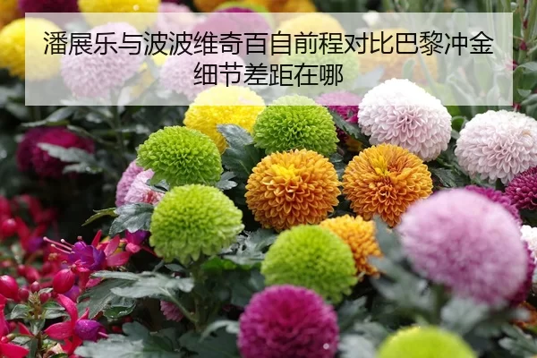 潘展乐与波波维奇百自前程对比巴黎冲金细节差距在哪